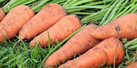 Kako zalijevati šargarepu nakon sadnje